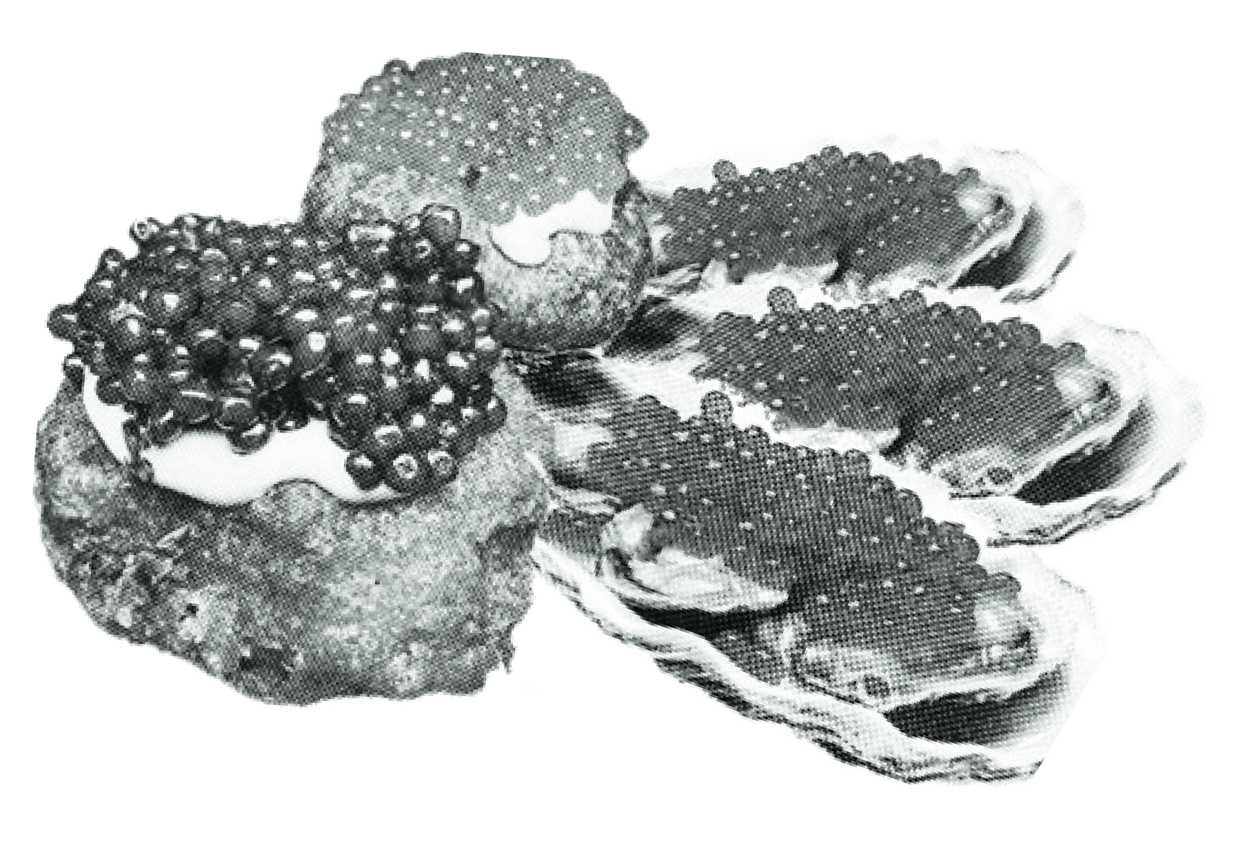 Caviar_01